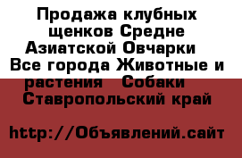 Продажа клубных щенков Средне Азиатской Овчарки - Все города Животные и растения » Собаки   . Ставропольский край